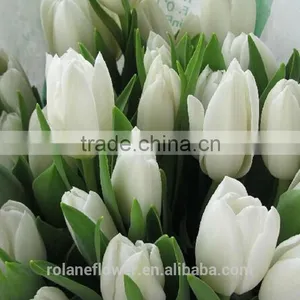 Hot Selling Cut Fresh Flower White Tulip Bulbs to Export thumbnail-1