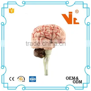 V-HM04 4D MASTER Human Brain Structure Model thumbnail-2