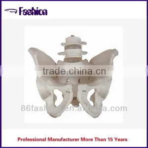 Plastic Education Teaching Skeleton Model thumbnail-1