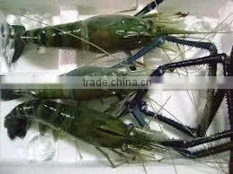 Fresh Water Prawns thumbnail-2