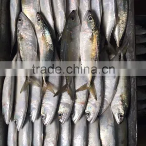 FROZEN INDIAN MACKEREL WHOLE ROUND thumbnail-2