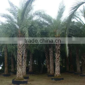 Hot Wholesale Outdoor Ornamental Decrotive Landscaping Phoenix Sylvestris Palm Trees Plants thumbnail-1
