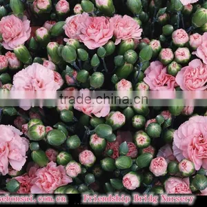 Fresh Cut Muticolor Carnation Flower thumbnail-3