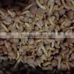 China Dried Mushroom With Stem thumbnail-4