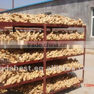 2014fresh Air Dried Ginger thumbnail-1