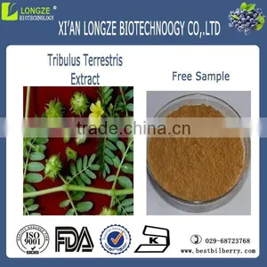100% Natural Pure Tribulus Terrestris Extract thumbnail-1