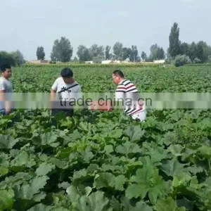 Pumpkin Seeds Kernel Broken Kernel Cheap Price thumbnail-6