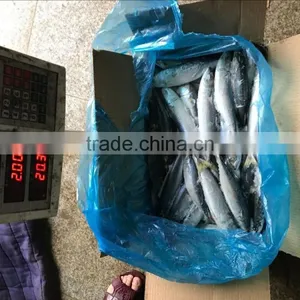 Different Models of Frozen Pacific Mackerel w r Customized thumbnail-5