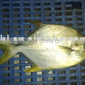 Frozen Golden Pomfret thumbnail-1