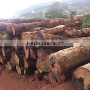 PTEROCARPUS SP LOGS WITH THE BEST QUALITY thumbnail-1