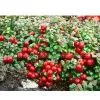 Lingonberry Red thumbnail-1