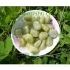 Offer Natural Pebbles for Garden Decoration thumbnail-1
