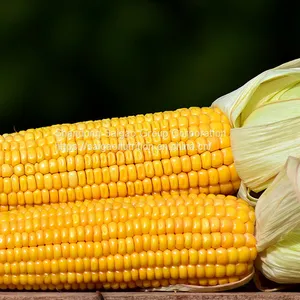 Isomalto-oligosaccharide 900 Powder(Corn) thumbnail-1