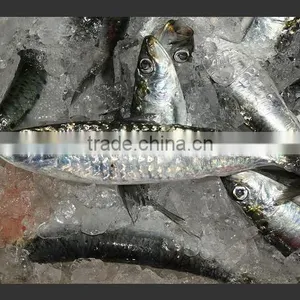WR Frozen Sardines thumbnail-5