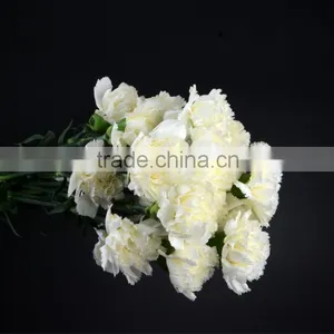 Best Quality Snow White Carnation Flowers Export thumbnail-1