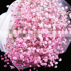 Special Unique Nature Preserved Gypsophila thumbnail-6