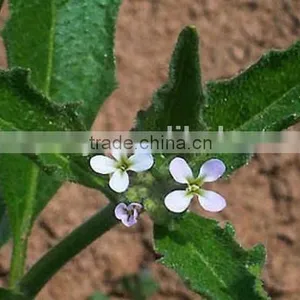 Virginia Stock, Malcolmia , Flower Seeds , Herb Seed,vegetalbe Seed,fruit Seed,grass Seed thumbnail-3