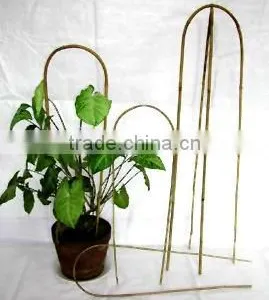 Bamboo Trellis Sun- 005 thumbnail-1