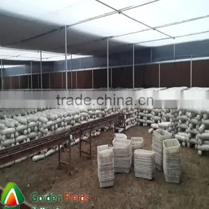 Wholesale Shiitake Cultivated Mushroom Spawn Mushroom Growing Kit thumbnail-5