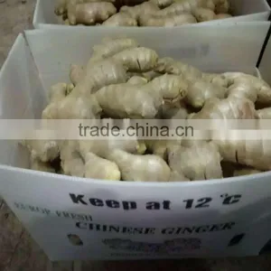 Dried Ginger Turmeric Big Qualified 150 Gram 150gr+ Middle East Arabic Pakistan thumbnail-1
