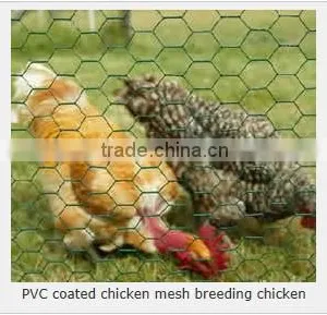 Chicken Wire Mesh - Fencing Chicken and Rabbit thumbnail-2