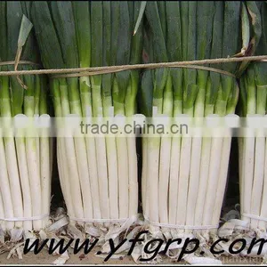 Green Onion thumbnail-1