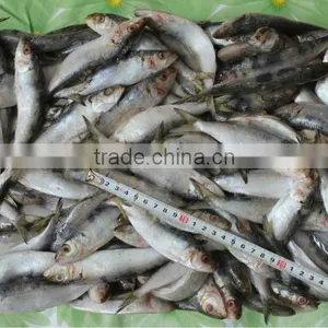 Low Price Frozen Sardine Fish thumbnail-1