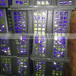 Selling Fresh and Green Celery thumbnail-1