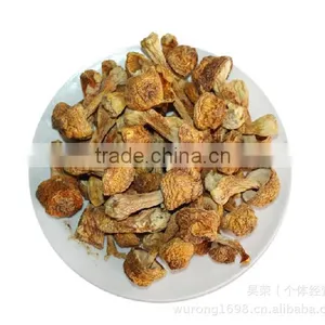 Matsutake Mushroom thumbnail-5