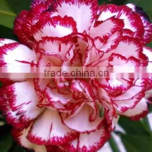 Beautiful Carnation Plants Fresh Cut Carnation Flower Supply thumbnail-3