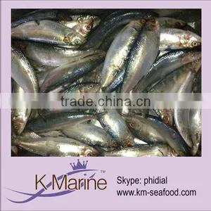 Sardines Whole Round Seafood Fish thumbnail-1