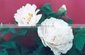 Tree Peony Plant Root Chun Hong Jiao Yan 3 Years 2-3 Branches thumbnail-1