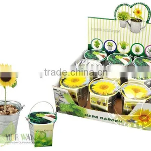 Mini Herb,mini Bucket Herb,iron Bucket Plant thumbnail-1