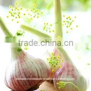 100% Pure and Natural, Garlic Oil, ISO / GMP thumbnail-1