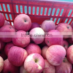 Hot Sell Red Qinguan Apples Shanxi Qinguan Apples Exporter thumbnail-3