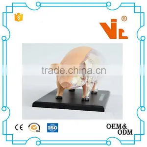 V-AM057 4D MASTER Pig Specimens Anatomical Model thumbnail-3