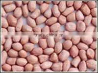 2015 New Crop Best Quality Hot Sale Wholesale Blanched Peanuts Specification thumbnail-1