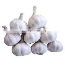 100-120mesh 2015latest Crop China Dehydrated Garlic Powder thumbnail-6