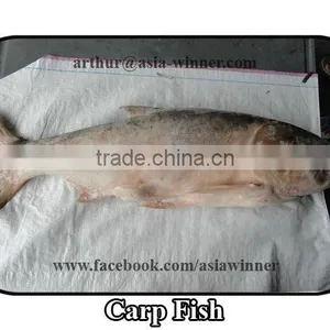 Carp Fish (Cyprinus Carpio) thumbnail-1