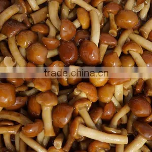 Pholiota Nameko / Pholiota Mutabilis thumbnail-3