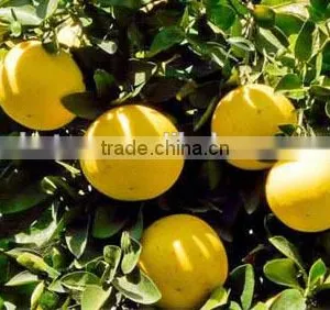 100% Natural Fruit Citrus Grandis 40%-98% Naringin thumbnail-6