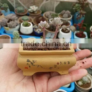 Tropical Orchids Soil/Succulent Growing Media/Cactus Growing Medium thumbnail-6