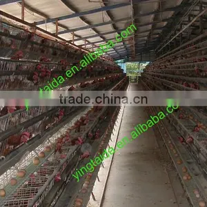 Eggs Checkin Cage thumbnail-4