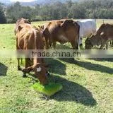Feed Machine Type Barley for Cattle Feed 0086-18637440378 thumbnail-5