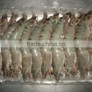 Black Tiger Shrimps HOSO ( Panaeus Monodom ) thumbnail-1