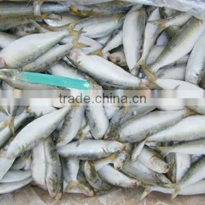 Canned Tuna Fish Manufacturers Sardine thumbnail-1