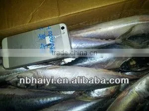 the New Catching Frozen Pacific Mackerel Was Coming 2013.7.9 thumbnail-2