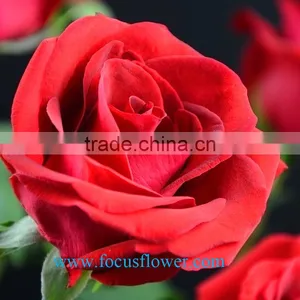 Export Fresh Cut Roses Flowers Carola Rose Flower From Kunming Rose-wholesale thumbnail-4