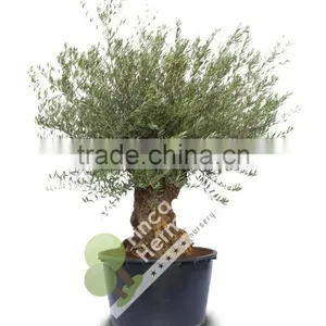 Olive Tree Olea Europaea Bonsai thumbnail-1
