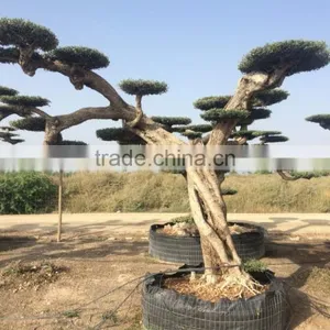 Pompon Olive Tree - Olea Europaea Pom Pon Centenary thumbnail-3
